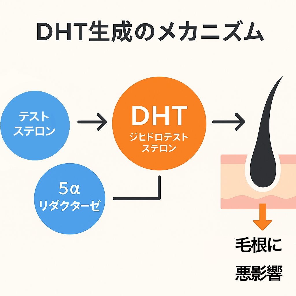 AGAの原因となるDHT生成の流れ｜テストステロン＋5αリダクターゼ→DHT→毛根に悪影響